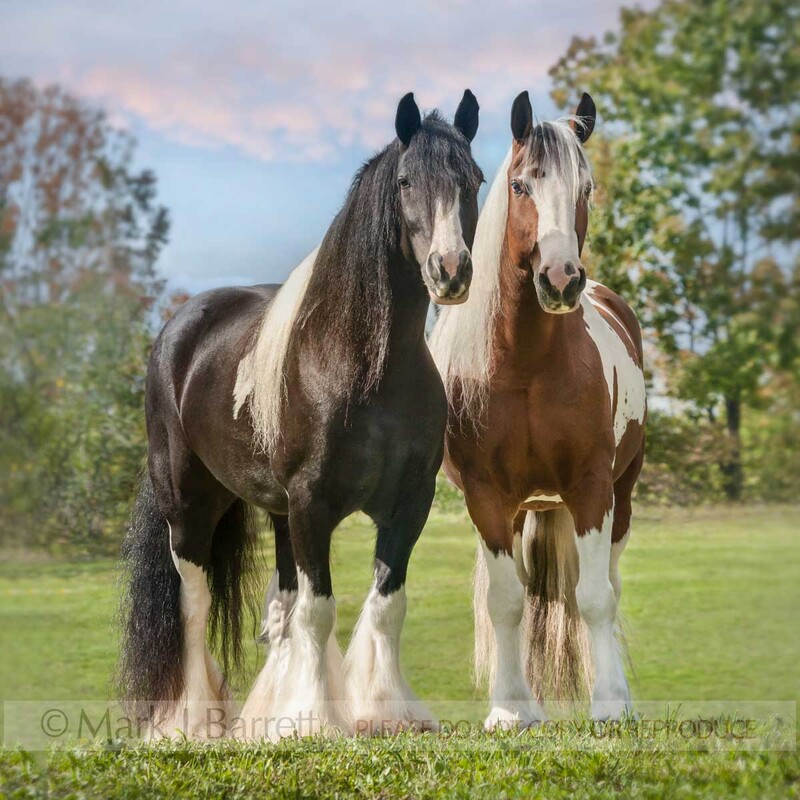 1522-28A(1).jpg :: Gypsy Vanner Horse mares