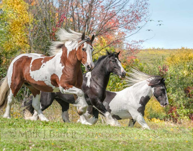 1522-46A(1).jpg :: Gypsy Vanner Horse MARES RUN ACROSS HILLTOP WITH AUTUMN SCENERY