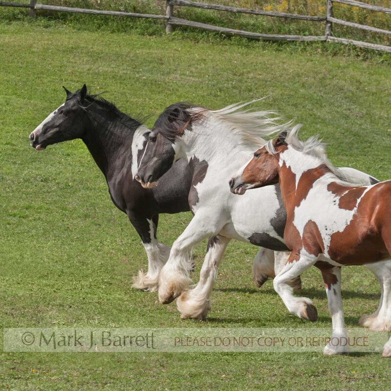 1522-48B(1).jpg :: three addult female Gypsy Vanner Horse mares run across green field