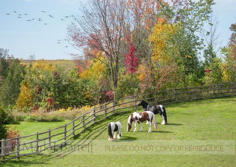 1522-55B(2).jpg :: Gypsy Vanner Horses