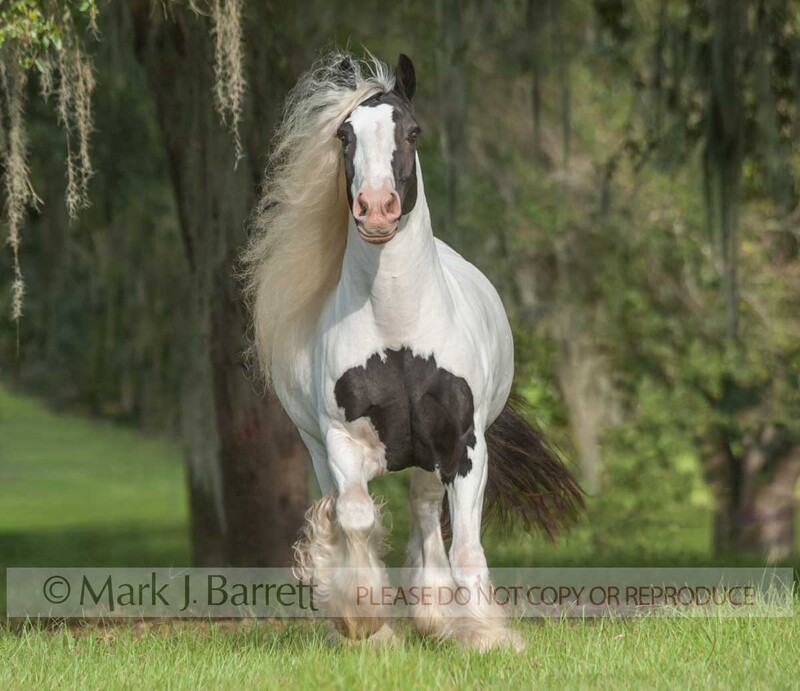 1538-40A(1).jpg :: adult female Gypsy Vanner Horse mare runs head on in grass field