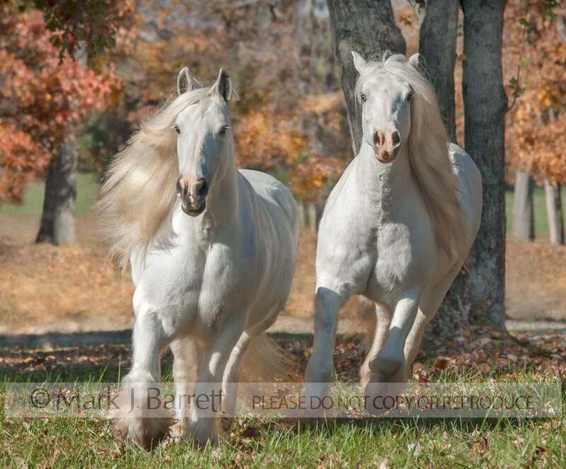 1547-28A.jpg :: Pair of adult female Gypsy Vanner Horse mares in autumn field