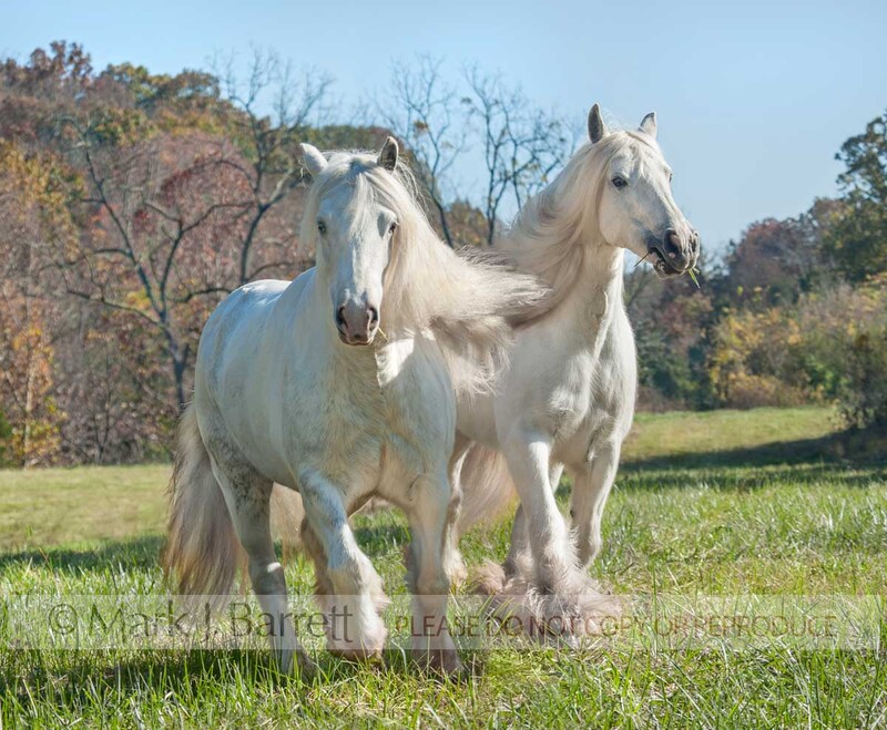 1547-34A.jpg :: Pair of adult female Gypsy Vanner Horse mares in autumn field