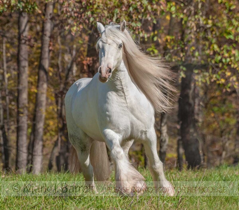 1547-44(1).jpg :: adult female Gypsy Horse mare in autumn field