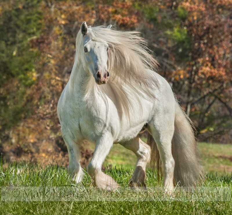 1547-46(2).jpg :: adult female Gypsy Horse mare in autumn field
