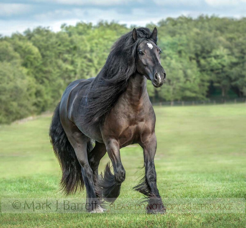 1572-22(2).jpg :: Gypsy Vanner Horse mare