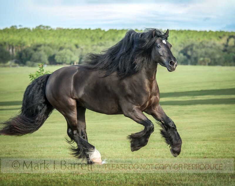 1572-33(1).jpg :: Gypsy Vanner Horse mare