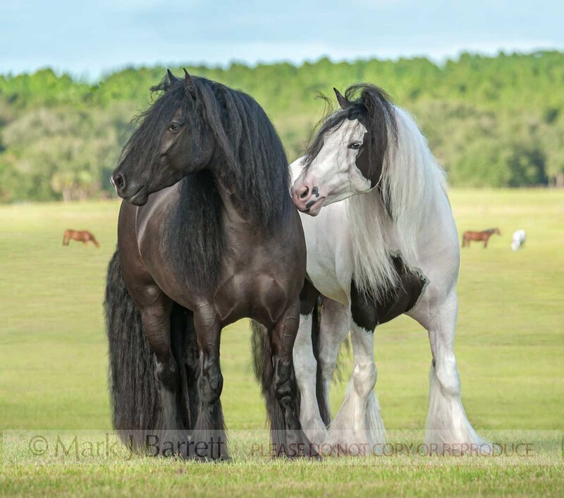 1573-4(2).jpg :: Pair of Gypsy Vanner Horse mares in large grren pasture