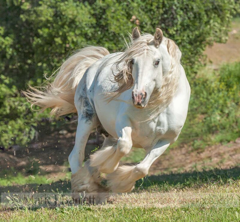 1581-35(1).jpg :: Gypsy Vanner Horse mare