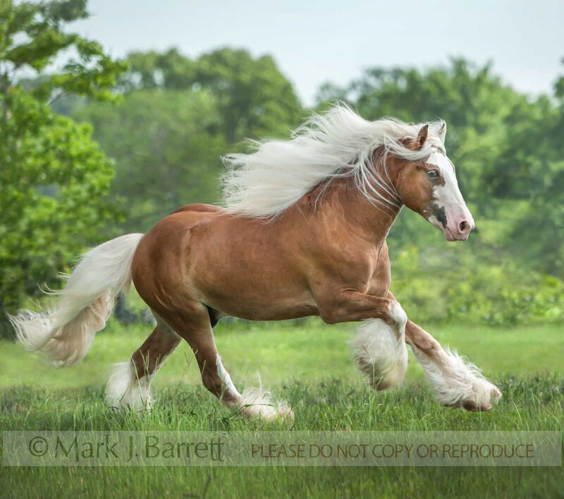 1594-10A(1).jpg :: Silver bay Gypsy Vanner Horse mare