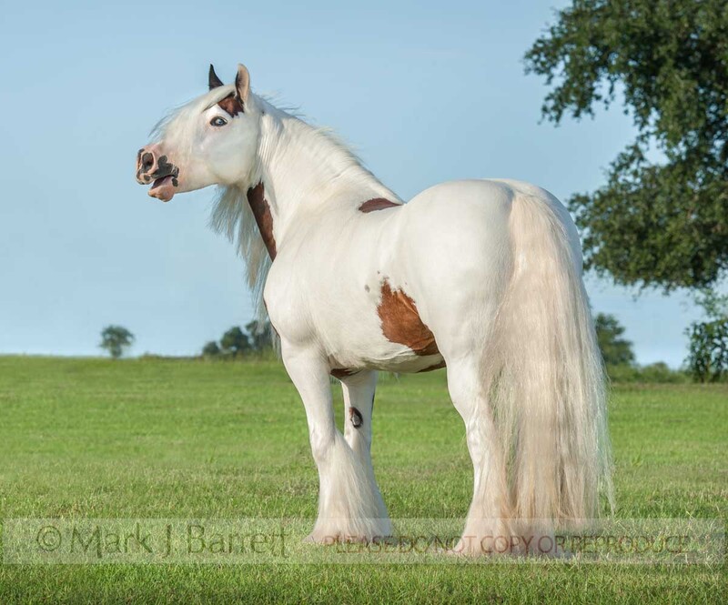 1602-17.jpg :: Gypsy Vanner Horse mare