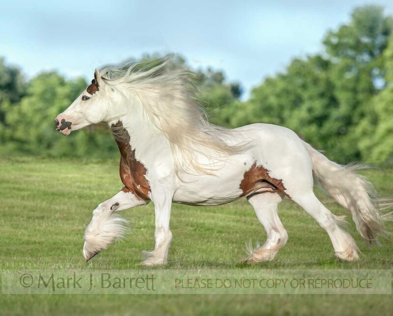 1602-47A(1).jpg :: Gypsy Vanner Horse mare  runsacross grass field