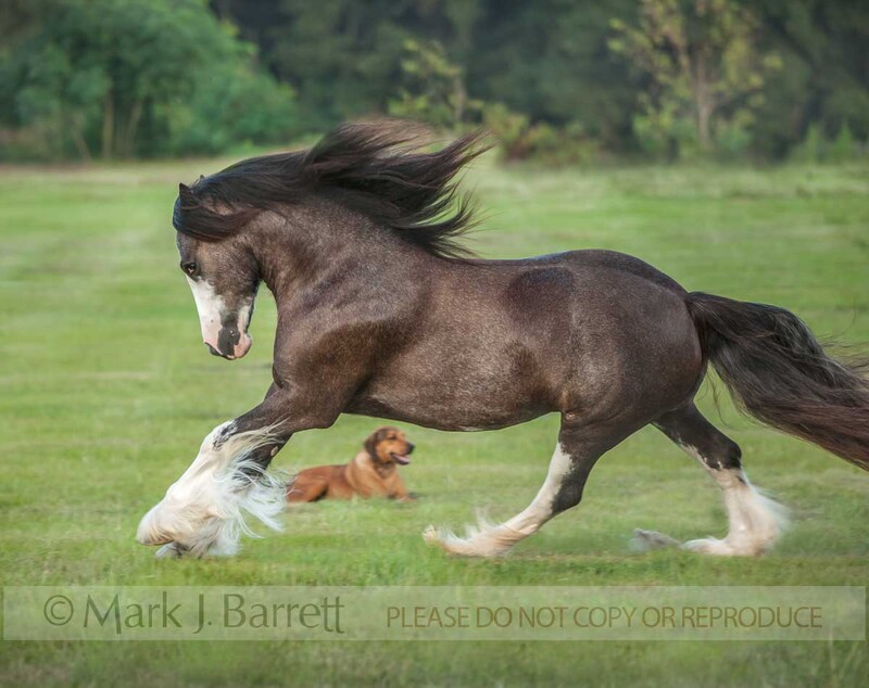 1603-51(1).jpg :: Gypsy Vanner Horse mare