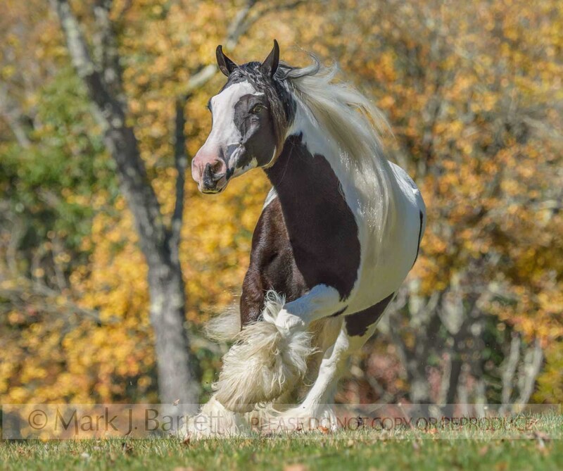 1618-36(1).jpg :: Gypsy Vanner Horse mare