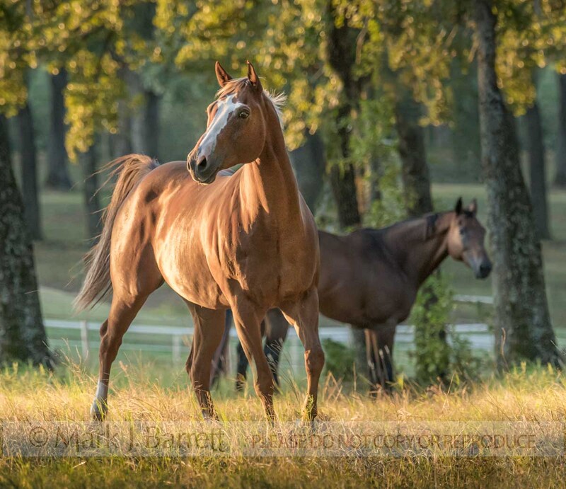 1642-7B(1).jpg :: Quarter Horse mares in afternoon sunlight