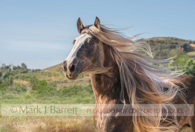 1650-33A.jpg :: action portrait of adult female  Gypsy Vanner Horse mare running in  hilly field