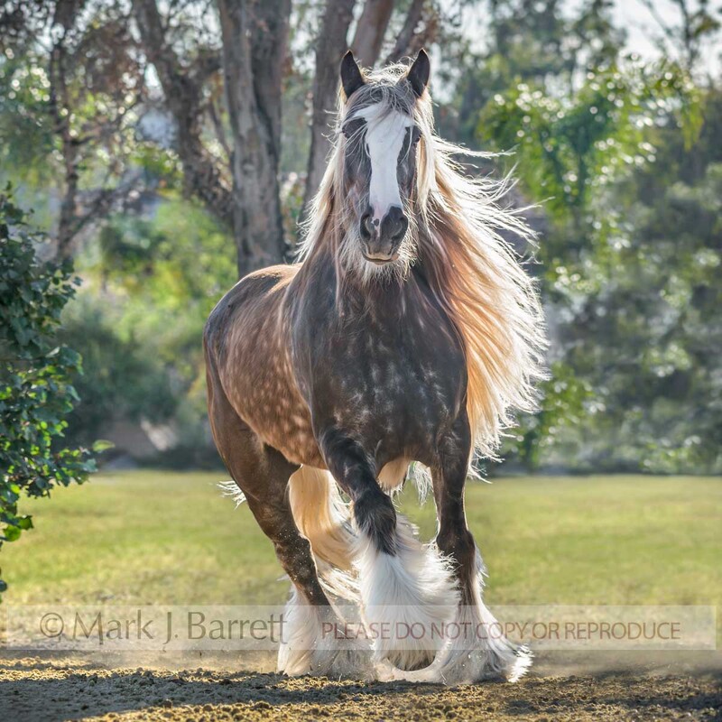 1650-43B.jpg :: adult female  Gypsy Vanner Horse mare runs head on in field