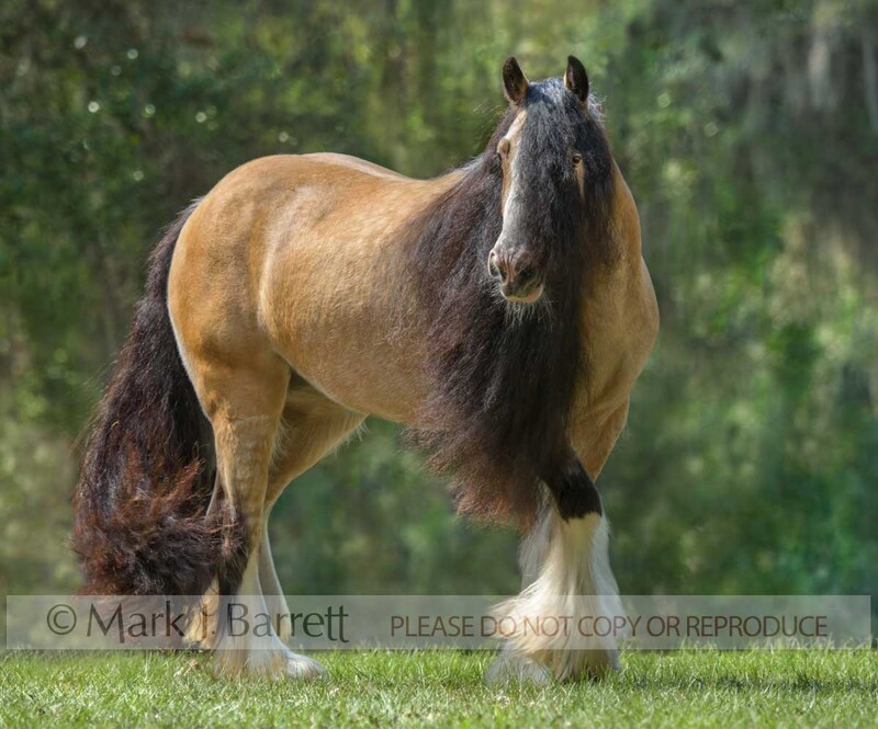 1651-07A.jpg :: adult female Gypsy Vanner Horse mare with long black mane and tail stands in field