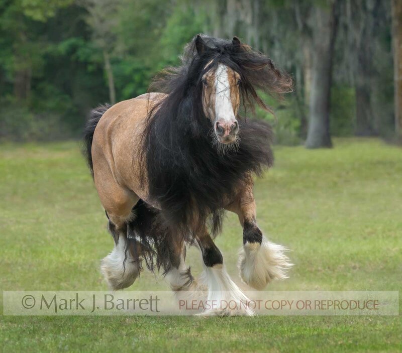 1651-19(1).jpg :: adult female Gypsy Vanner Horse mare with black double mane running head on  in green grass field