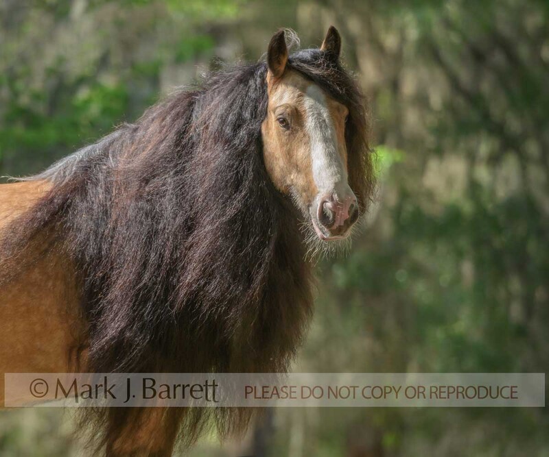 1651-31A(1).jpg :: adult femalew Gypsy Vanner Horse mare portrait in field