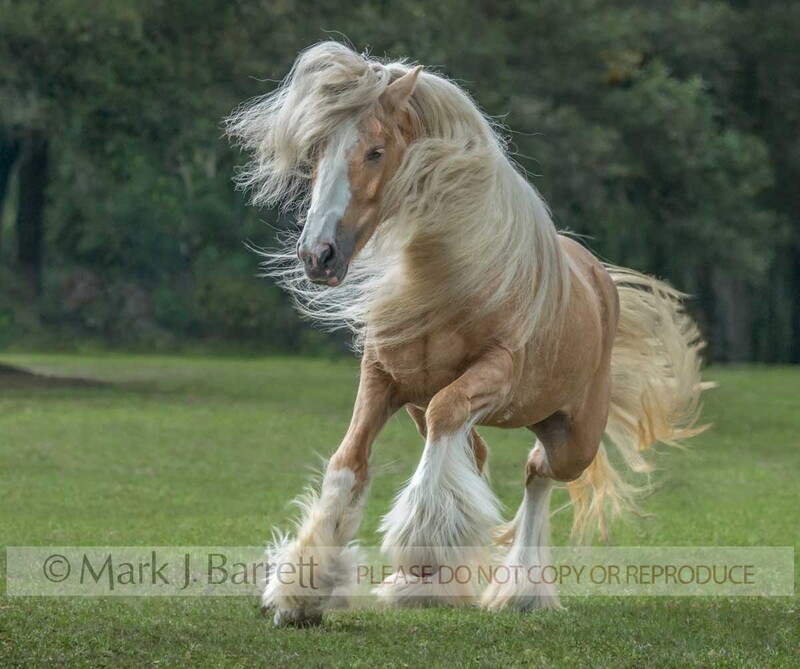 1652-17(2).jpg :: adult female palomino Gypsy Vanner Horse filly runs head on in grass field