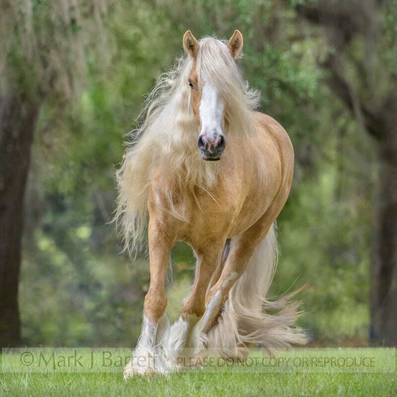 1652-29A(1).jpg :: adult female Gypsy Vanner Horse filly trots head on in grass rise