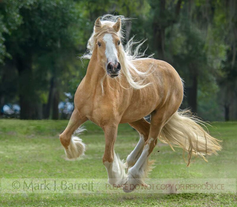 1652-34A(1).jpg :: adult female Gypsy Vanner Horse mare gallops in field with trees