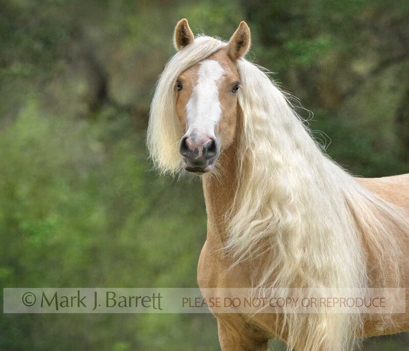 1652-37A.jpg :: Palomino pinto Horse FILLY with long white mane