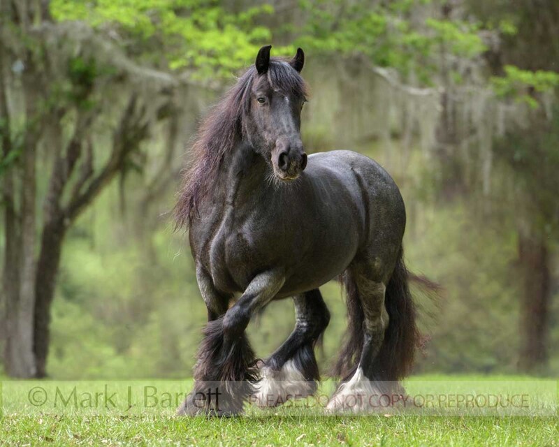 1653-18(1).jpg :: Gypsy Vanner Horse adult female mare trots toward us in grass field