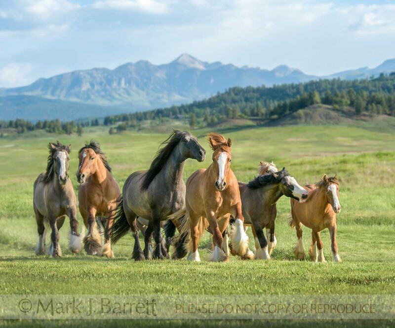 1659-20A(1).jpg :: Dun Gypsy Vanner Horse herd