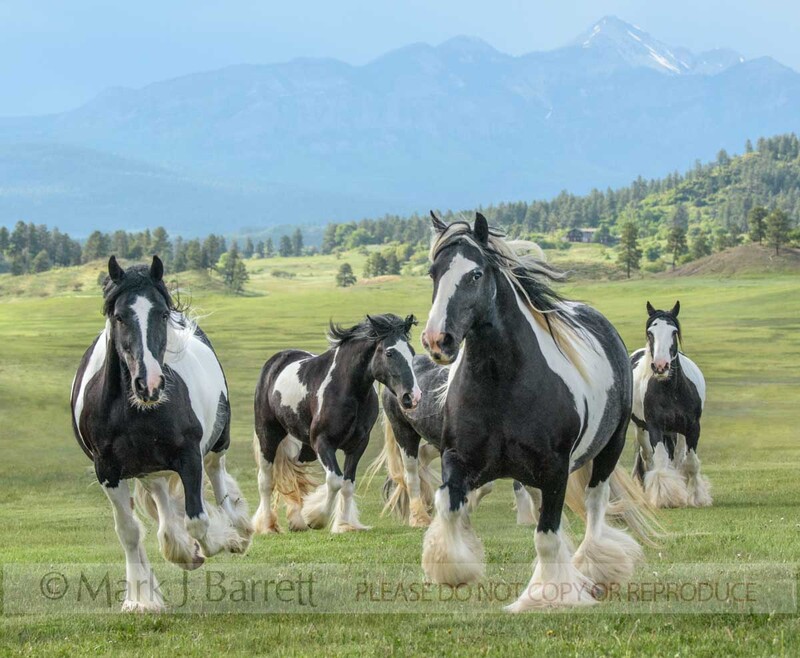 1660-30A(1).jpg :: Piebald Gypsy Vanner horse herd running to us in  alpine pasture