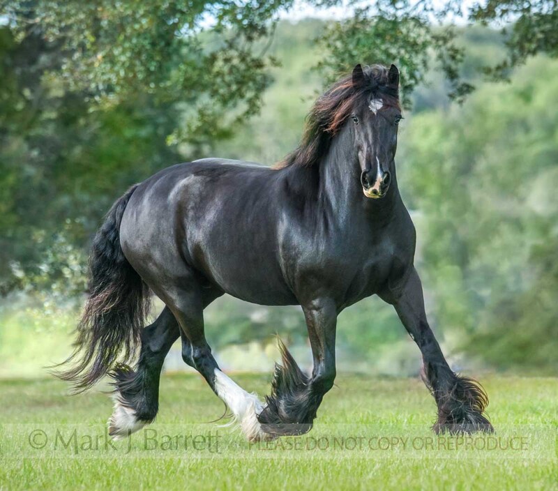 1676-34(1).jpg :: Gypsy Vanner Horse mare, 5 year old