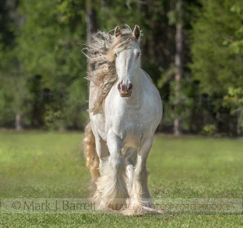 1684-21(1).jpg :: Gypsy Vanner horse mare