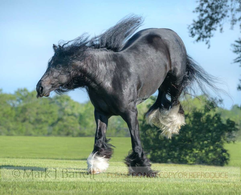 1695-38A(1).jpg :: adult female Gypsy Vanner horse mare kicks up heels in grass field