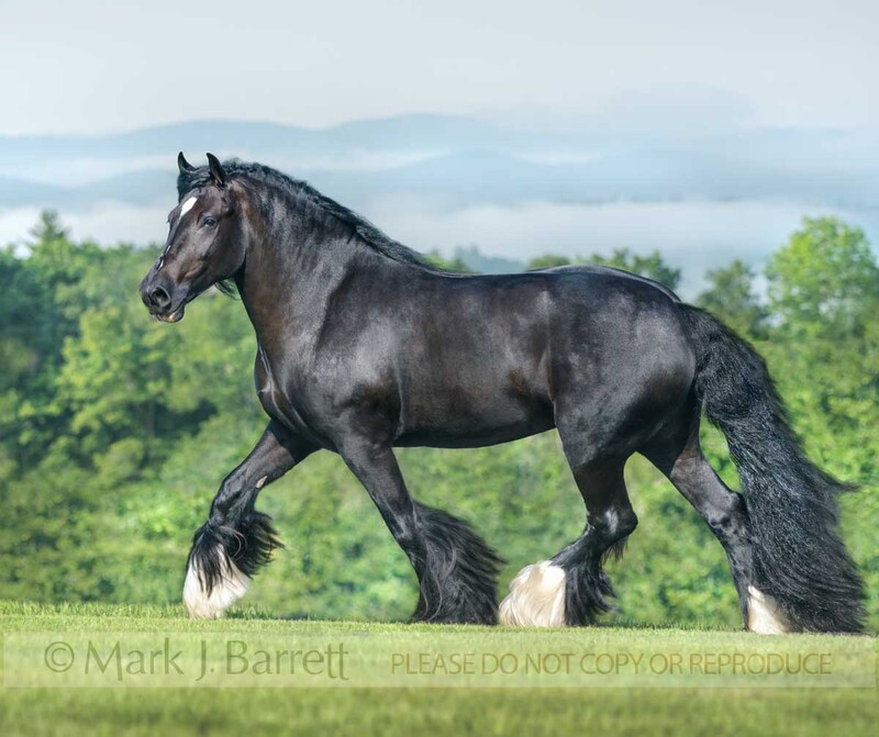 1695-45A.jpg :: Gypsy Vanner horse filly