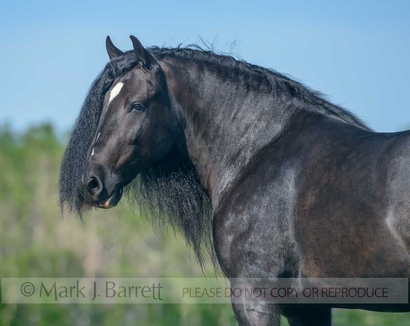 1695-54.jpg :: Gypsy Vanner horse filly