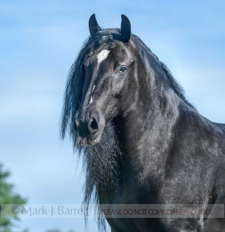 1695-56B.jpg :: Gypsy Vanner horse filly