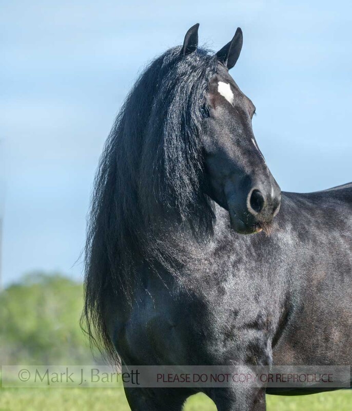 1695-58.jpg :: Gypsy Vanner horse filly