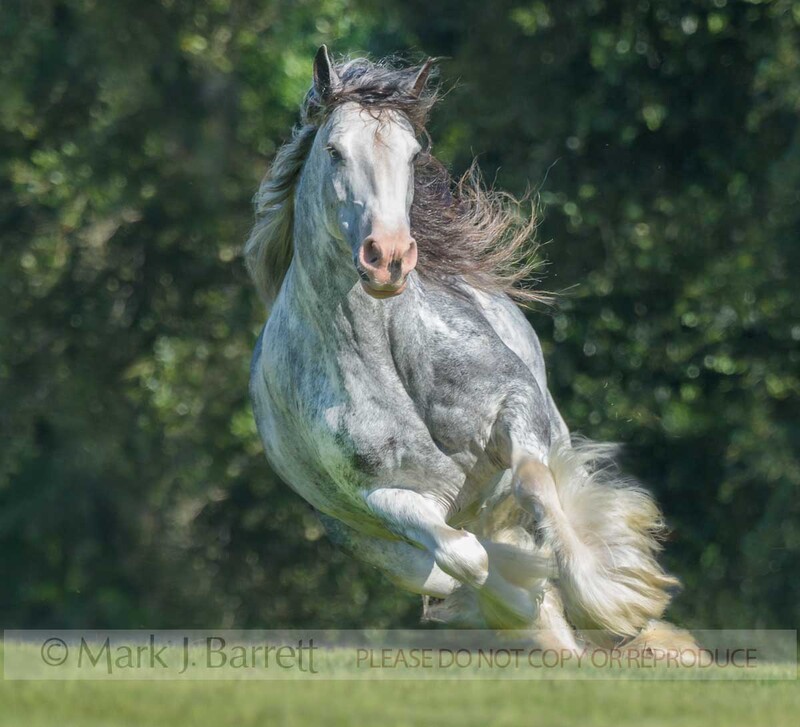 1696-35A.jpg :: Gypsy Vanner Horse mare
