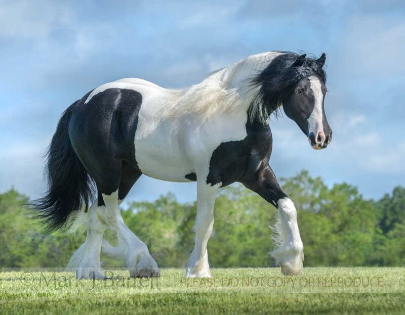 1697-28A(2).jpg :: Gypsy Vanner Horse filly