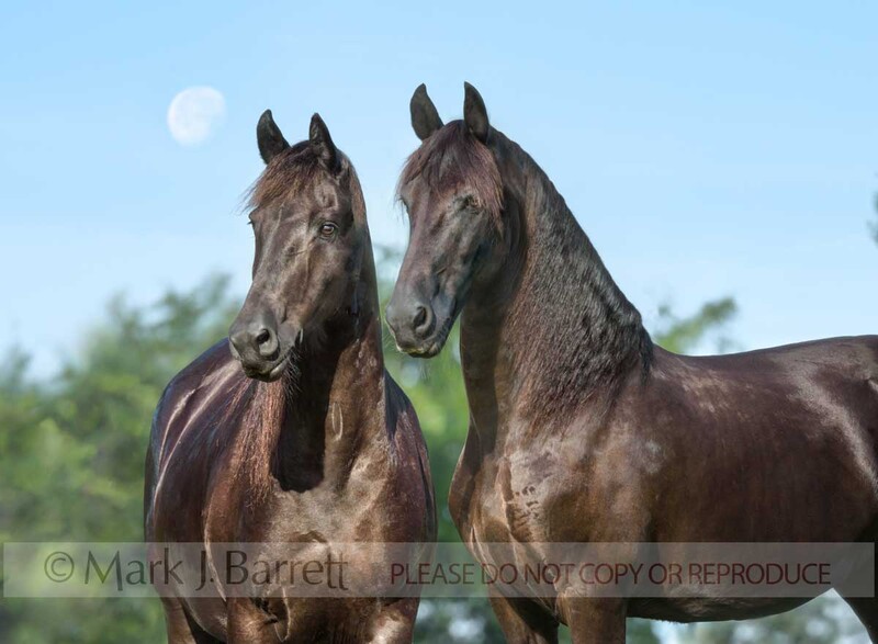 1705-22B(1).jpg :: Pair of Friesian Horse mares stand together for portrait against blue sky with moon