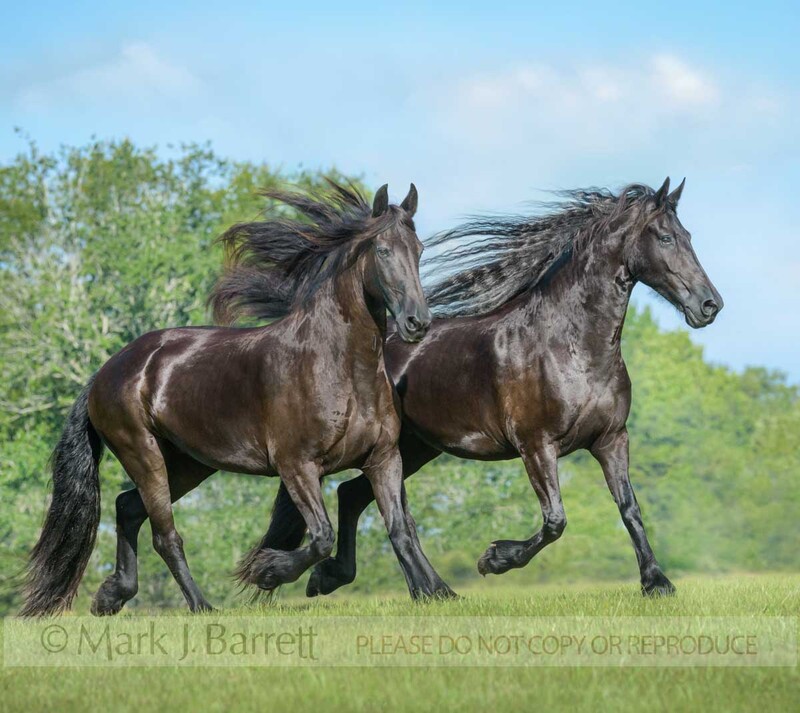 1706-30B(1).jpg :: Pair of Friesian horse mares running