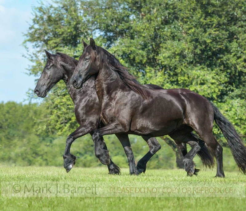 1706-34A(1).jpg :: Pair of Friesian horse mares