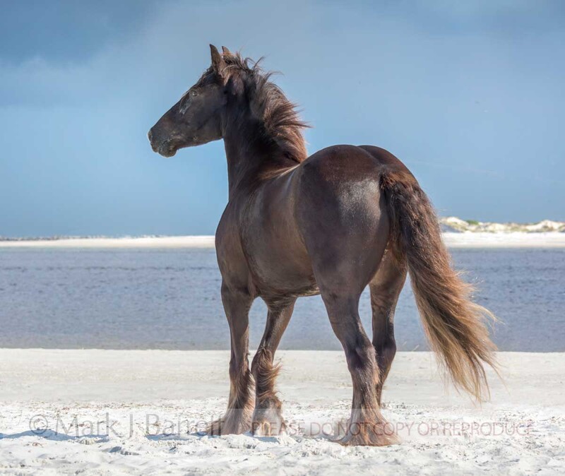 1707-15B(1).jpg :: Gypsy horse filly on inlet beach shore