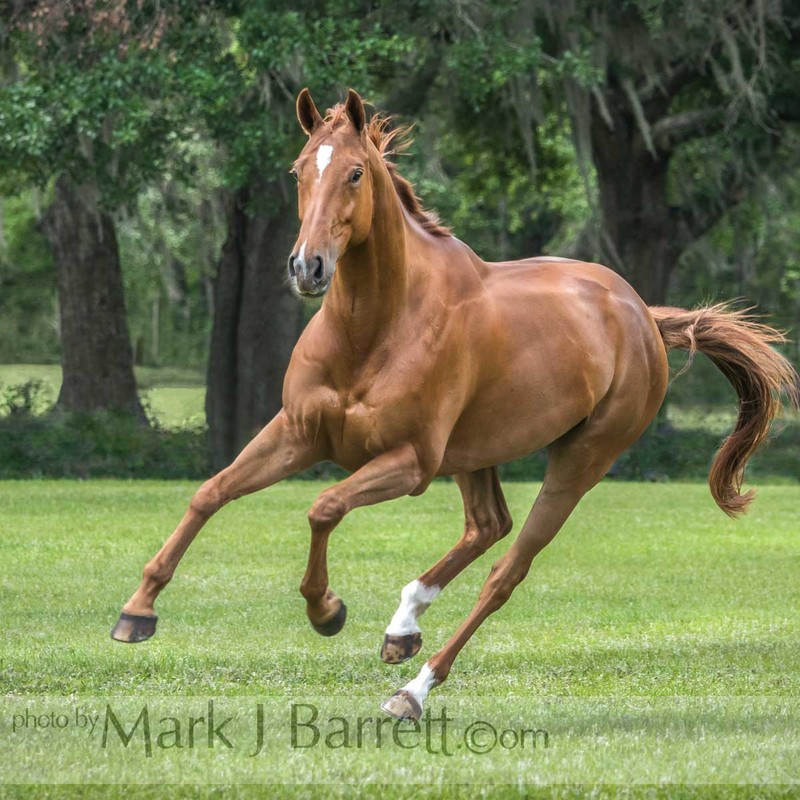 1710-04A(3).jpg :: Warmblood horse mare