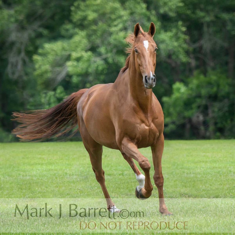 1710-09A(1).jpg :: Warmblood horse mare