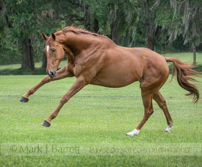 1710-18(4).jpg :: Warmblood horse mare