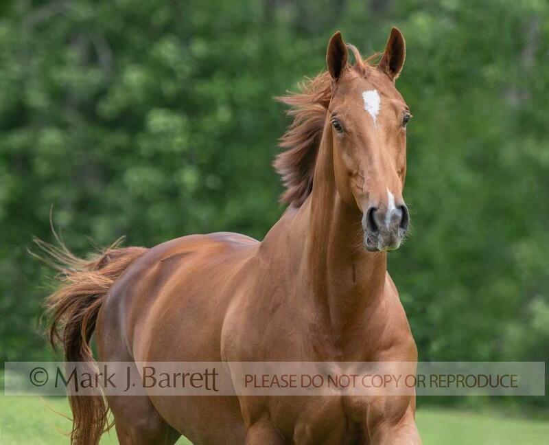 1710-21A.jpg :: adult female Warmblood Sport Horse filly runs in field with comical expression