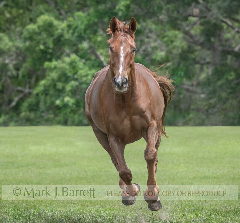 1711-20(1).jpg :: adult female Warmblood horse mare gallops head on in grass field