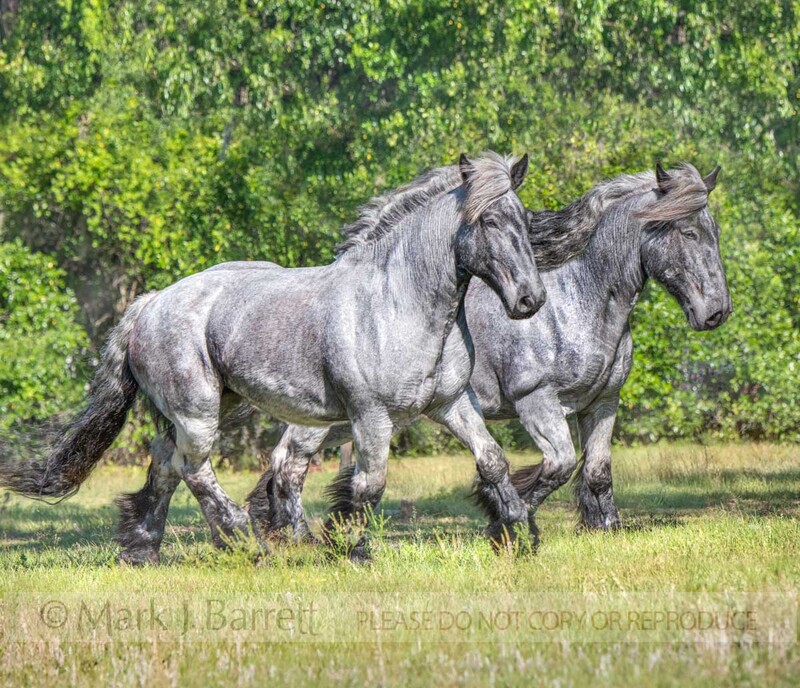 1712-12A(1).jpg :: Pair of blue roan Belgian Brabant draft horses run together